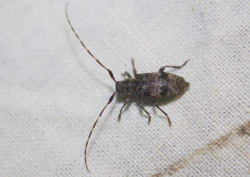 Réf. 192 938 : Leiopus sp.